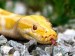 Žltý Had